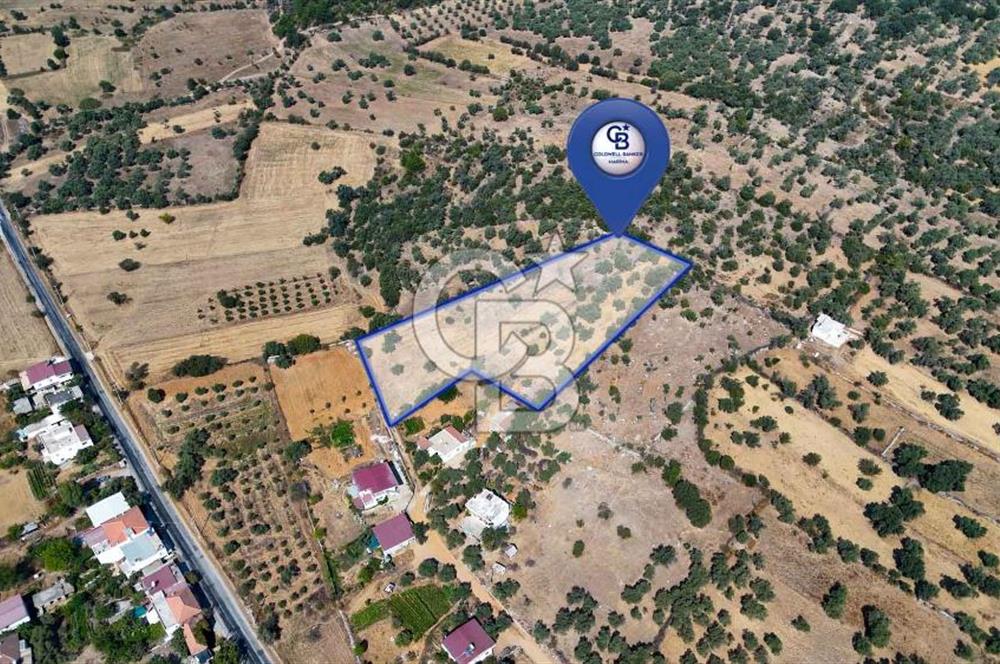 CB MARİNA'DAN BODRUM PINARLIBELEN'DE 6880 M2 SATILIK ZEYTİNLİK