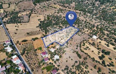 CB MARİNA'DAN BODRUM PINARLIBELEN'DE 6880 M2 SATILIK ZEYTİNLİK