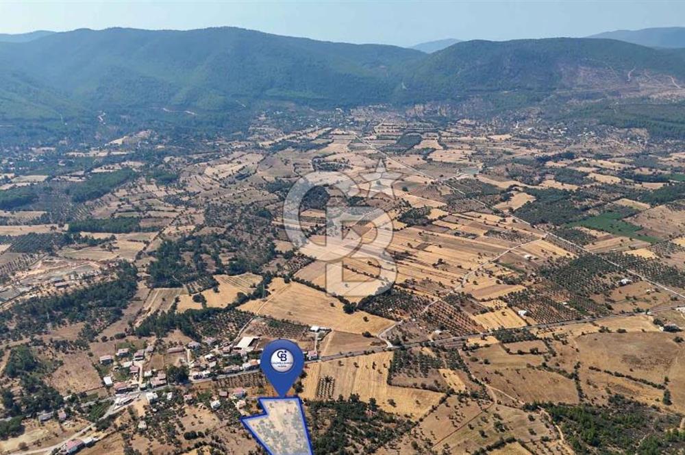 CB MARİNA'DAN BODRUM PINARLIBELEN'DE 6880 M2 SATILIK ZEYTİNLİK