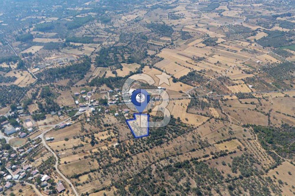 CB MARİNA'DAN BODRUM PINARLIBELEN'DE 6880 M2 SATILIK ZEYTİNLİK