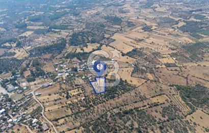 CB MARİNA'DAN BODRUM PINARLIBELEN'DE 6880 M2 SATILIK ZEYTİNLİK