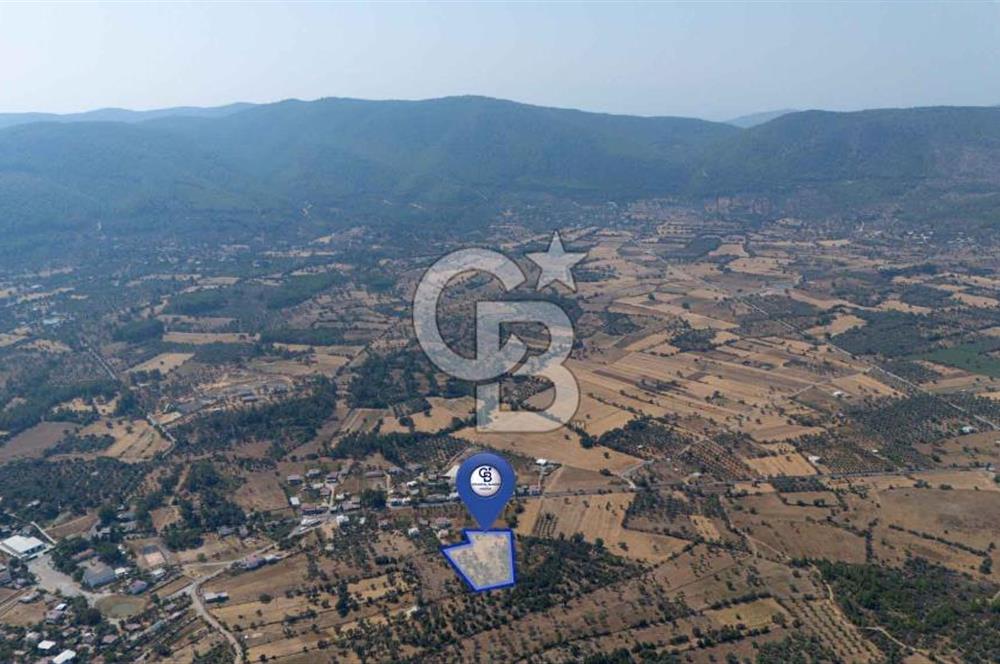 CB MARİNA'DAN BODRUM PINARLIBELEN'DE 6880 M2 SATILIK ZEYTİNLİK