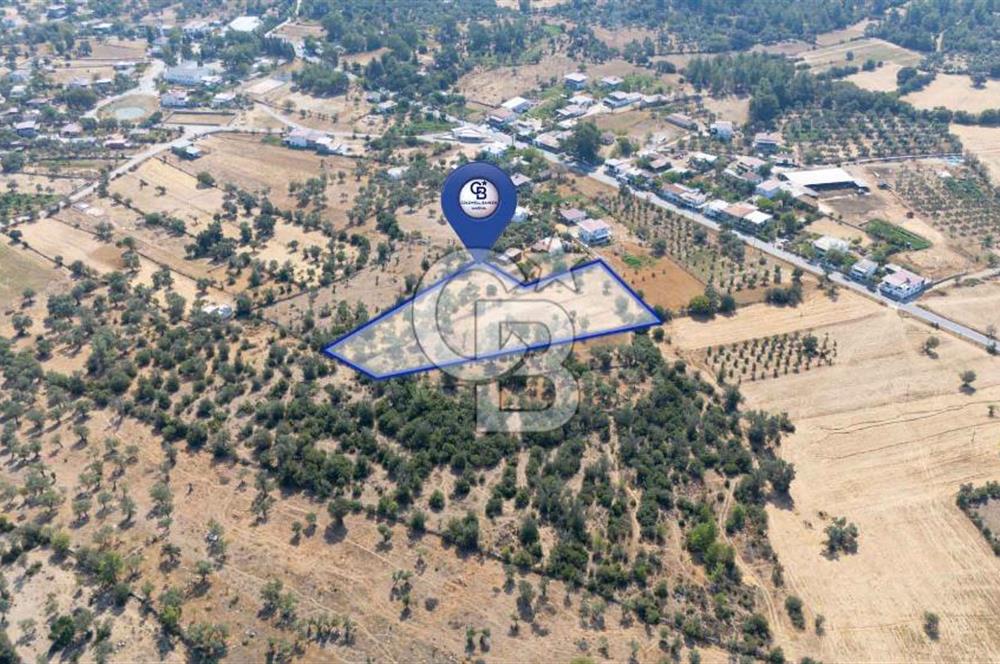 CB MARİNA'DAN BODRUM PINARLIBELEN'DE 6880 M2 SATILIK ZEYTİNLİK
