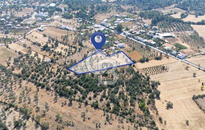 CB MARİNA'DAN BODRUM PINARLIBELEN'DE 6880 M2 SATILIK ZEYTİNLİK