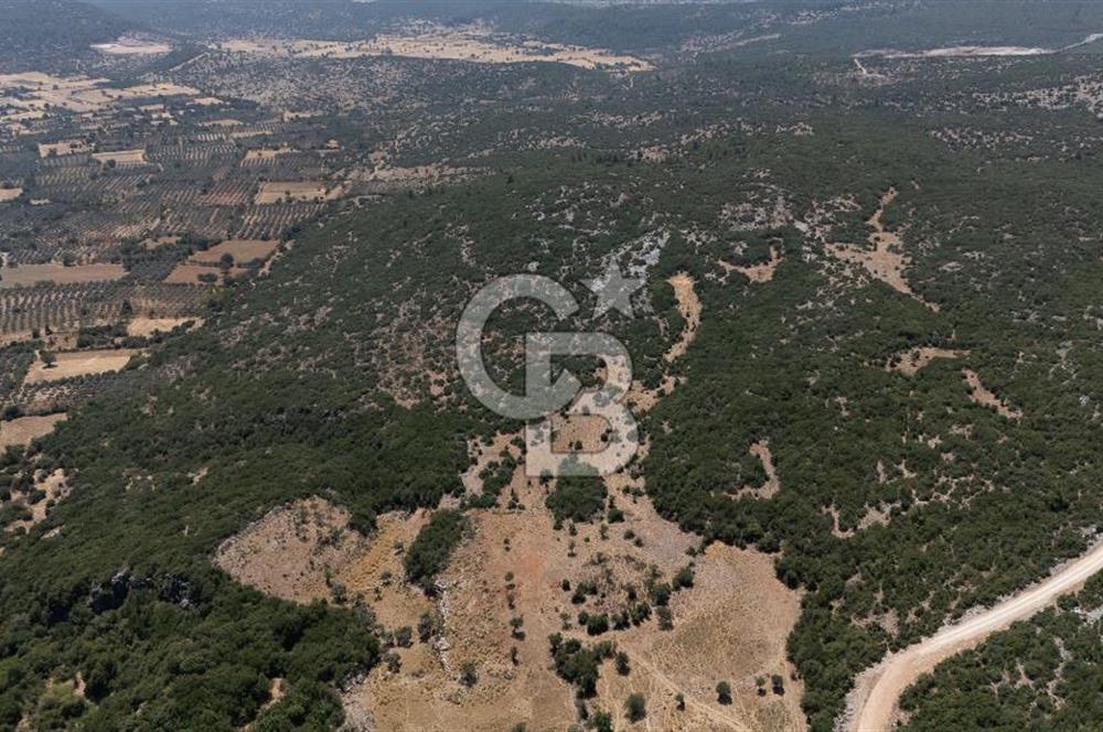 AKKAYA'DA GELİŞEN BÖLGEDE, YATIRIMLIK ORMAN İÇİNDE UYGUN "TARLA"