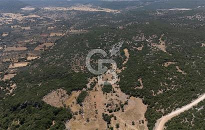 AKKAYA'DA GELİŞEN BÖLGEDE, YATIRIMLIK ORMAN İÇİNDE UYGUN "TARLA"