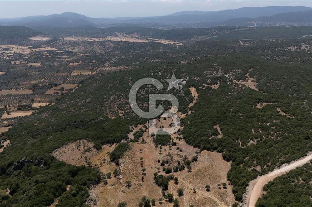 AKKAYA'DA GELİŞEN BÖLGEDE, YATIRIMLIK ORMAN İÇİNDE UYGUN "TARLA"