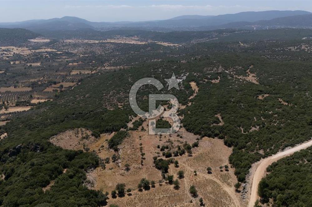 AKKAYA'DA GELİŞEN BÖLGEDE, YATIRIMLIK ORMAN İÇİNDE UYGUN "TARLA"