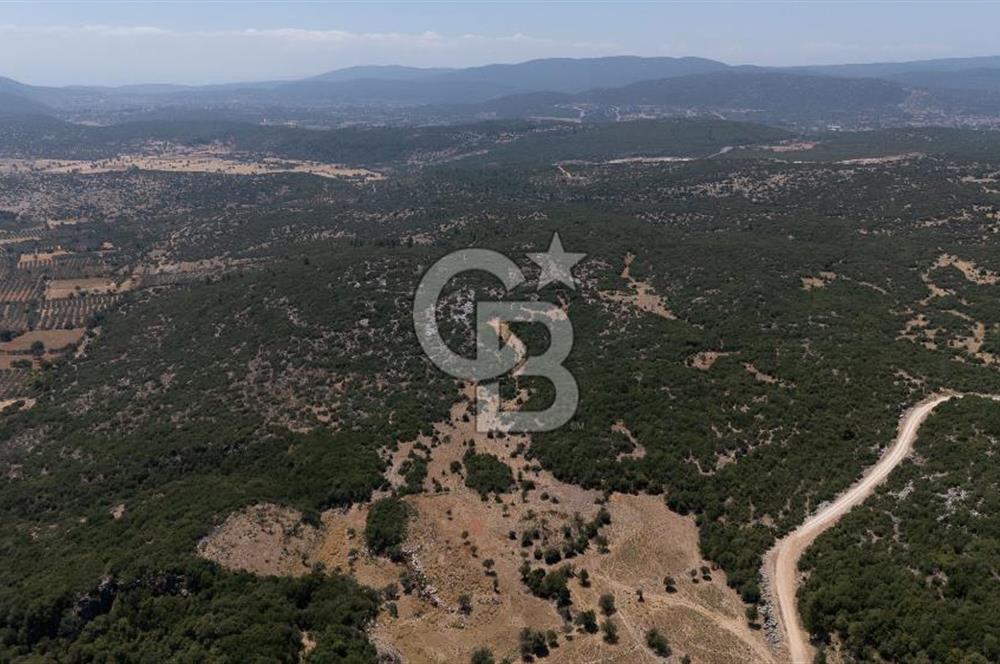 AKKAYA'DA GELİŞEN BÖLGEDE, YATIRIMLIK ORMAN İÇİNDE UYGUN "TARLA"