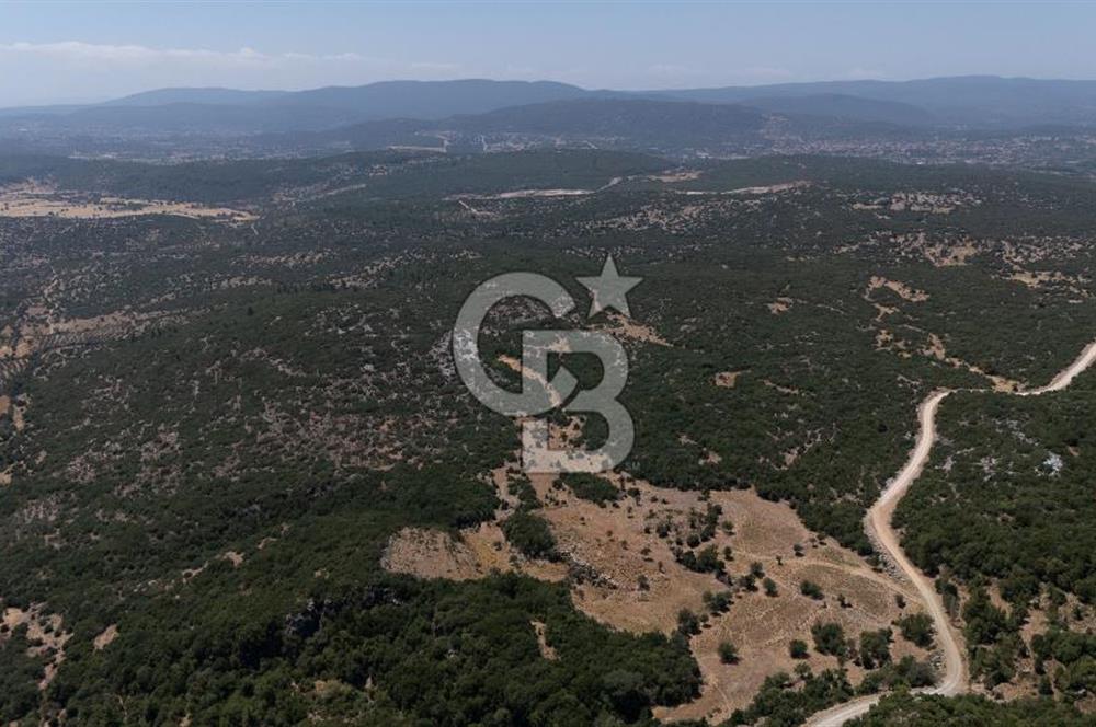 AKKAYA'DA GELİŞEN BÖLGEDE, YATIRIMLIK ORMAN İÇİNDE UYGUN "TARLA"