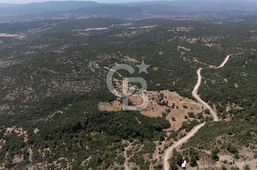 AKKAYA'DA GELİŞEN BÖLGEDE, YATIRIMLIK ORMAN İÇİNDE UYGUN "TARLA"