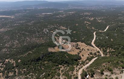 AKKAYA'DA GELİŞEN BÖLGEDE, YATIRIMLIK ORMAN İÇİNDE UYGUN "TARLA"
