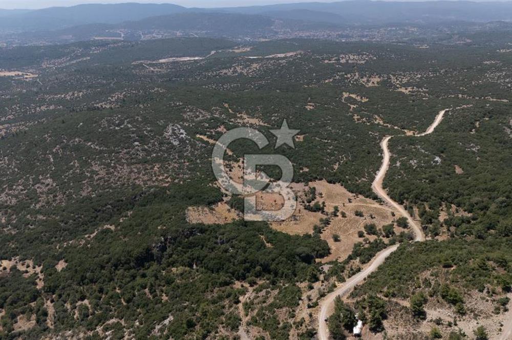 AKKAYA'DA GELİŞEN BÖLGEDE, YATIRIMLIK ORMAN İÇİNDE UYGUN "TARLA"