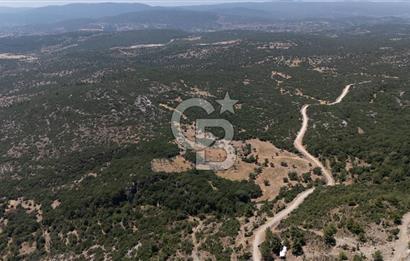 AKKAYA'DA GELİŞEN BÖLGEDE, YATIRIMLIK ORMAN İÇİNDE UYGUN "TARLA"