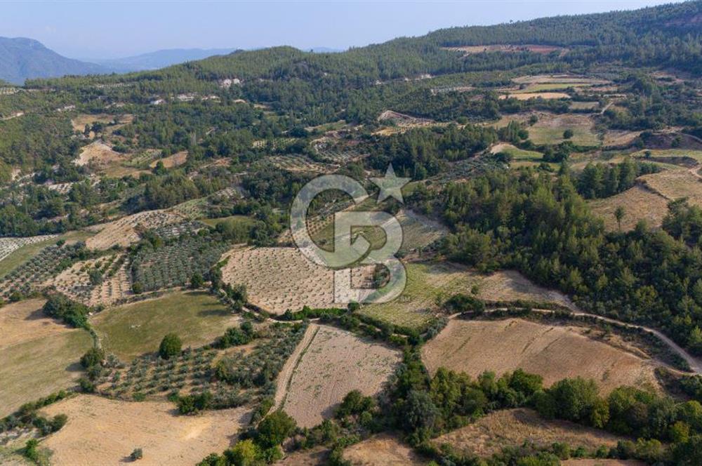 ESENÇAY'DA İÇİNDE 337 ZEYTİN AĞACI OLAN 16 DÖNÜM TARIMA HAZIR