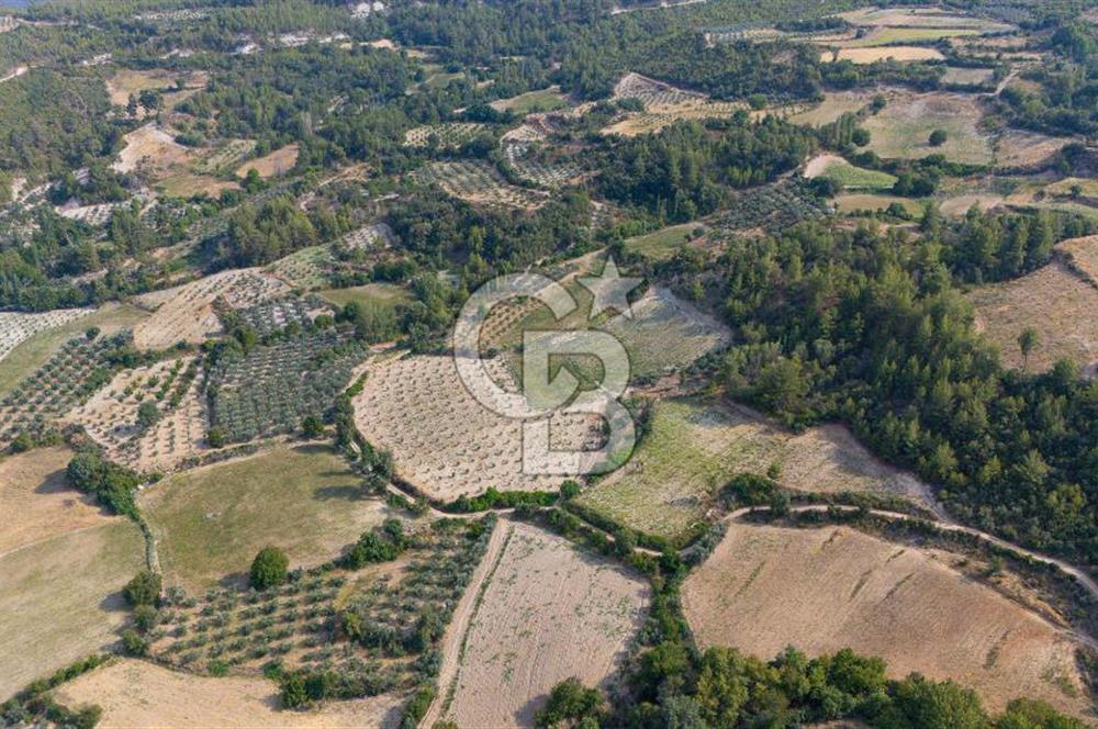 ESENÇAY'DA İÇİNDE 337 ZEYTİN AĞACI OLAN 16 DÖNÜM TARIMA HAZIR