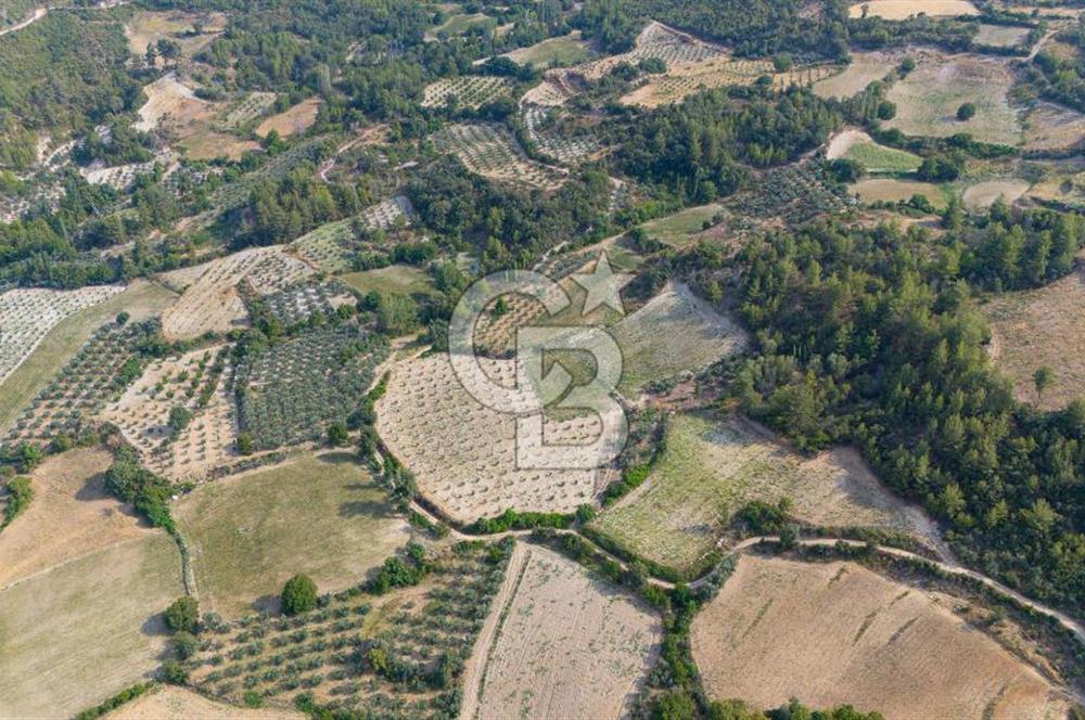 ESENÇAY'DA İÇİNDE 337 ZEYTİN AĞACI OLAN 16 DÖNÜM TARIMA HAZIR