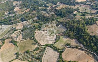 ESENÇAY'DA İÇİNDE 337 ZEYTİN AĞACI OLAN 16 DÖNÜM TARIMA HAZIR