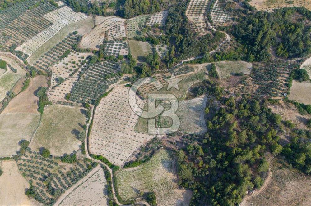 ESENÇAY'DA İÇİNDE 337 ZEYTİN AĞACI OLAN 16 DÖNÜM TARIMA HAZIR