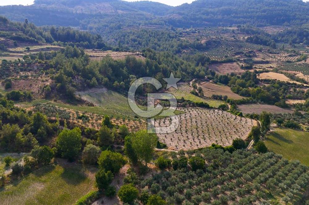ESENÇAY'DA İÇİNDE 337 ZEYTİN AĞACI OLAN 16 DÖNÜM TARIMA HAZIR