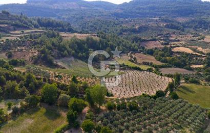 ESENÇAY'DA İÇİNDE 337 ZEYTİN AĞACI OLAN 16 DÖNÜM TARIMA HAZIR