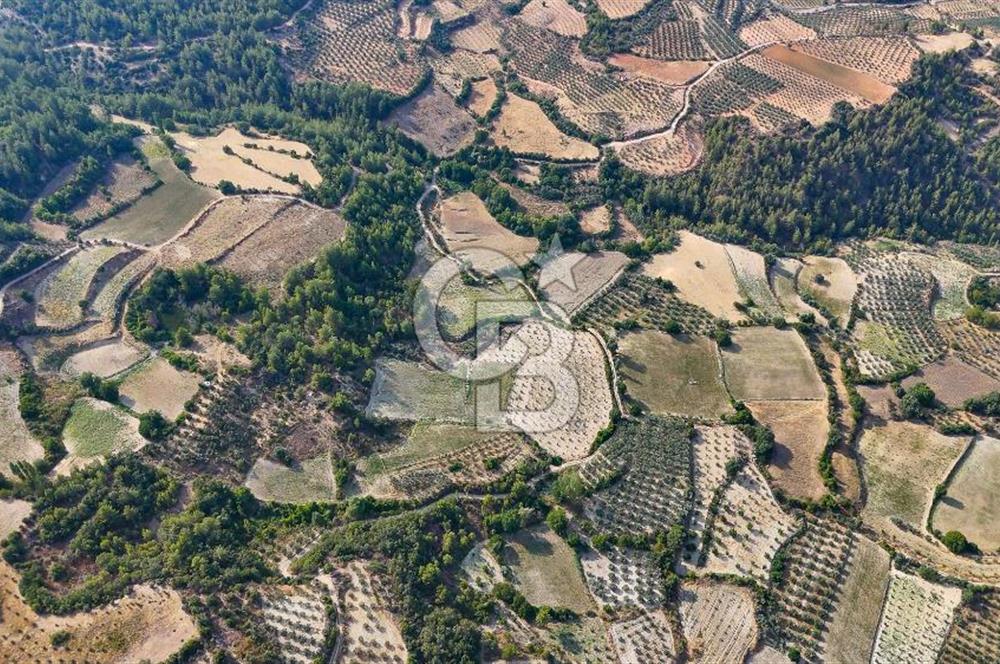 ESENÇAY'DA İÇİNDE 337 ZEYTİN AĞACI OLAN 16 DÖNÜM TARIMA HAZIR