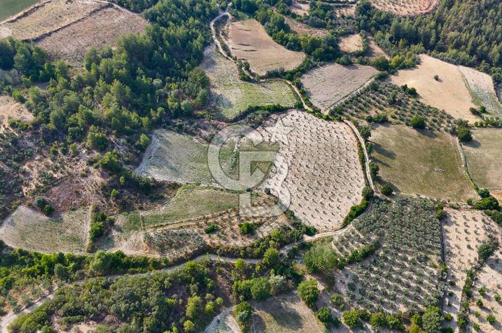 ESENÇAY'DA İÇİNDE 337 ZEYTİN AĞACI OLAN 16 DÖNÜM TARIMA HAZIR