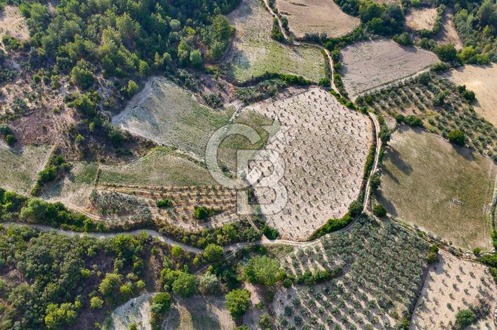 ESENÇAY'DA İÇİNDE 337 ZEYTİN AĞACI OLAN 16 DÖNÜM TARIMA HAZIR