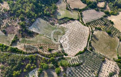 ESENÇAY'DA İÇİNDE 337 ZEYTİN AĞACI OLAN 16 DÖNÜM TARIMA HAZIR