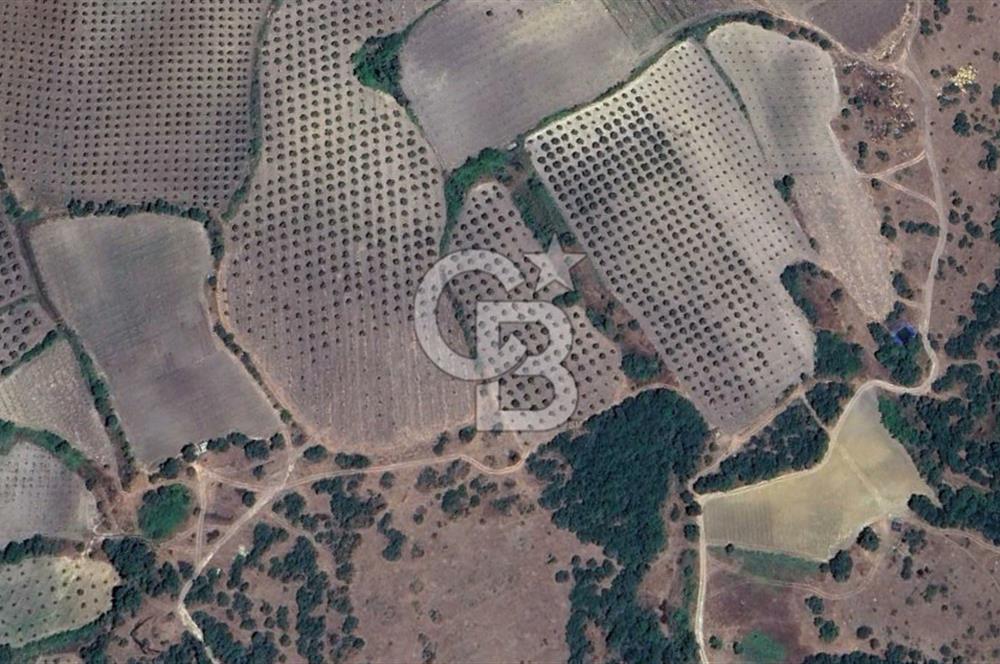 Manisa Kırkağaçta 7 Dönüm Fırsat Satılık Zeytinli Tarla