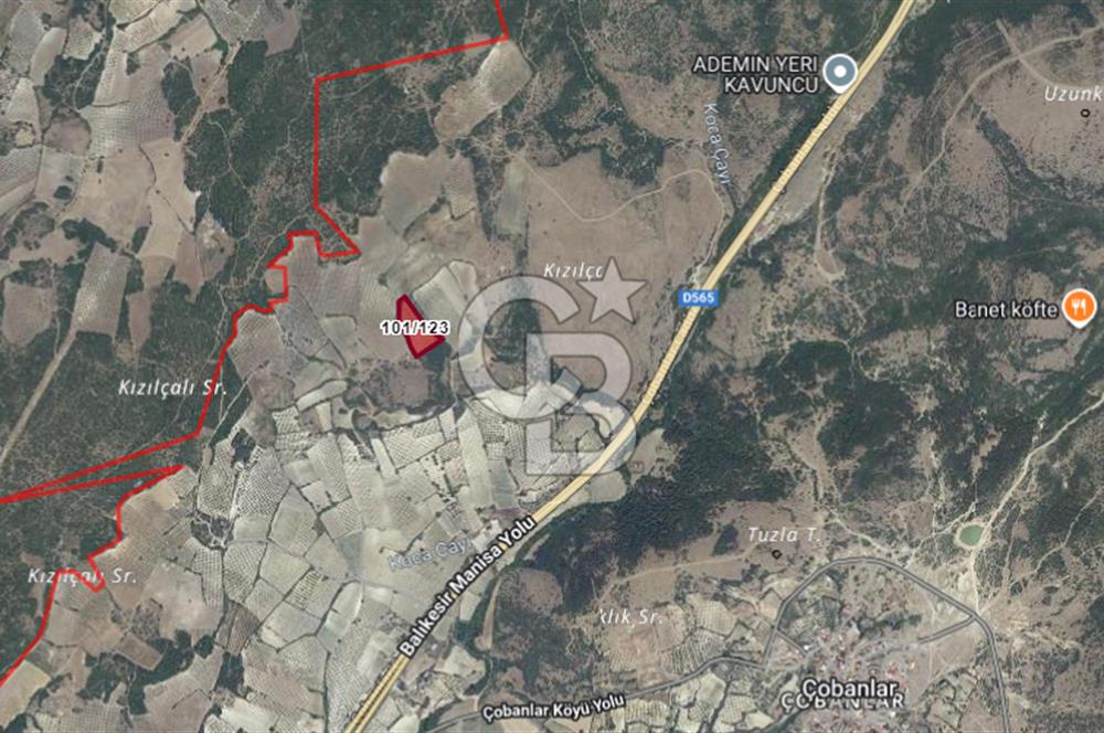 Manisa Kırkağaçta 7 Dönüm Fırsat Satılık Zeytinli Tarla