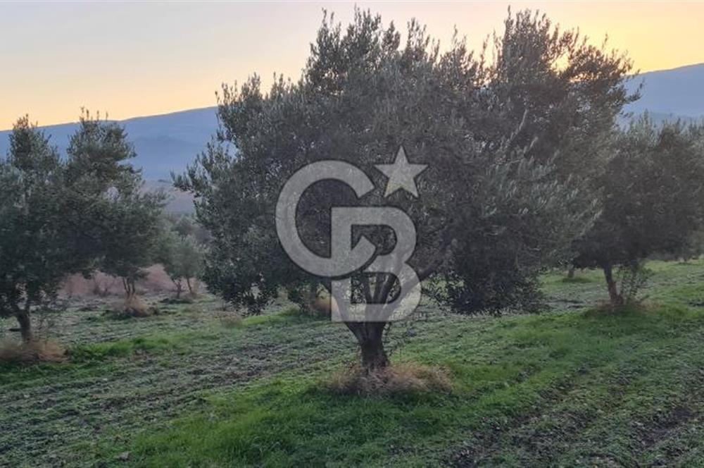 Manisa Kırkağaçta 7 Dönüm Fırsat Satılık Zeytinli Tarla