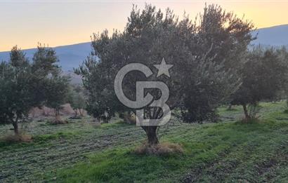Manisa Kırkağaçta 7 Dönüm Fırsat Satılık Zeytinli Tarla