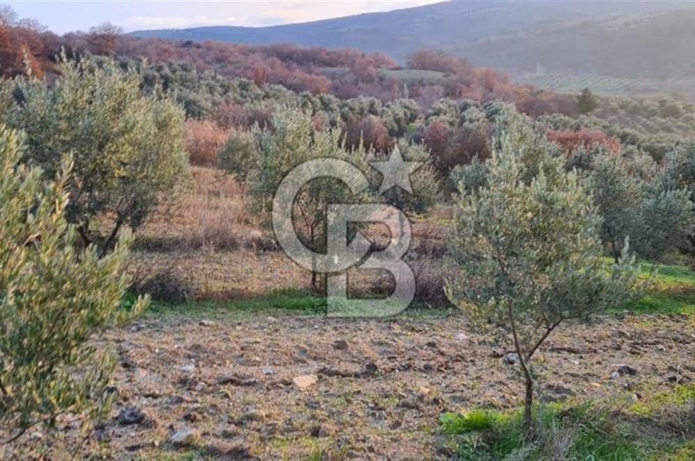 Manisa Kırkağaçta 16 Dönüm Fırsat Satılık Zeytinli Tarla
