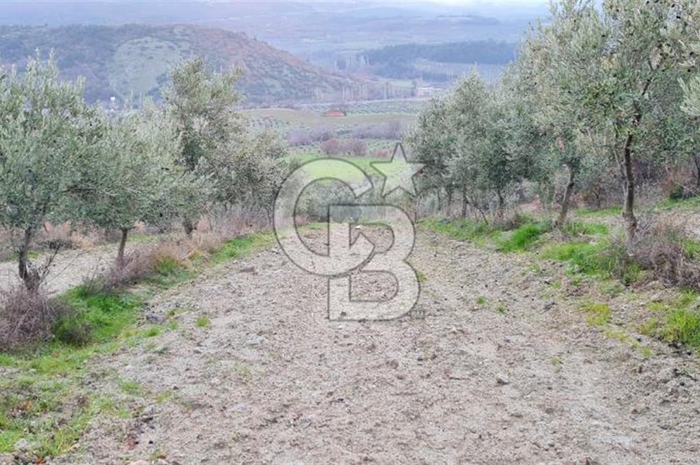 Manisa Kırkağaçta 16 Dönüm Fırsat Satılık Zeytinli Tarla
