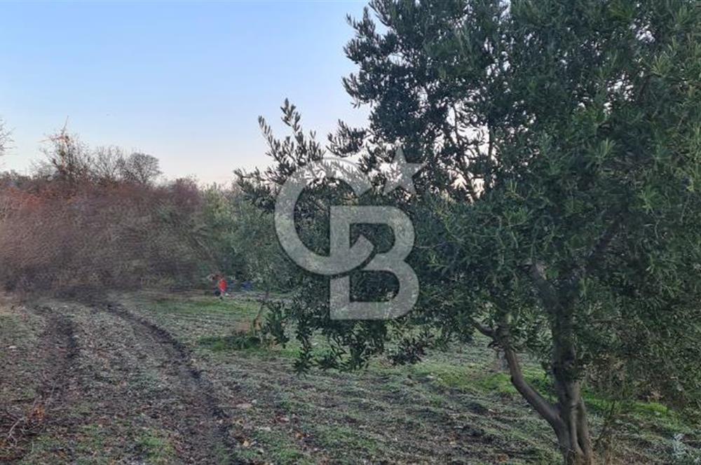 Manisa Kırkağaçta 7 Dönüm Fırsat Satılık Zeytinli Tarla