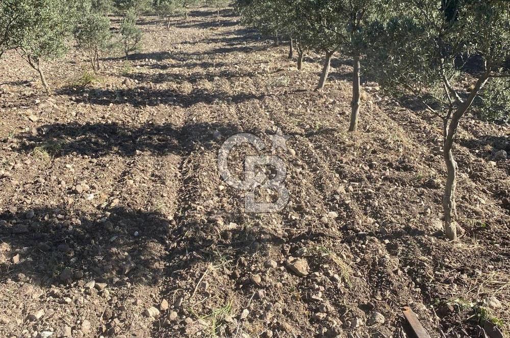 Manisa Kırkağaçta 16 Dönüm Fırsat Satılık Zeytinli Tarla