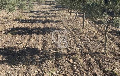 Manisa Kırkağaçta 16 Dönüm Fırsat Satılık Zeytinli Tarla