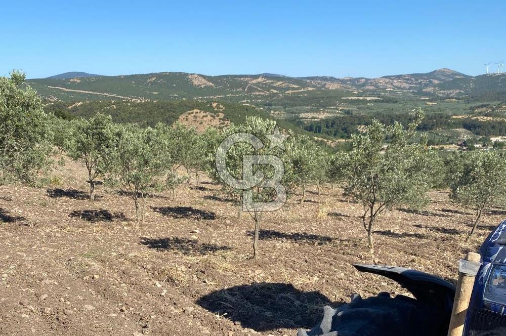 Manisa Kırkağaçta 16 Dönüm Fırsat Satılık Zeytinli Tarla