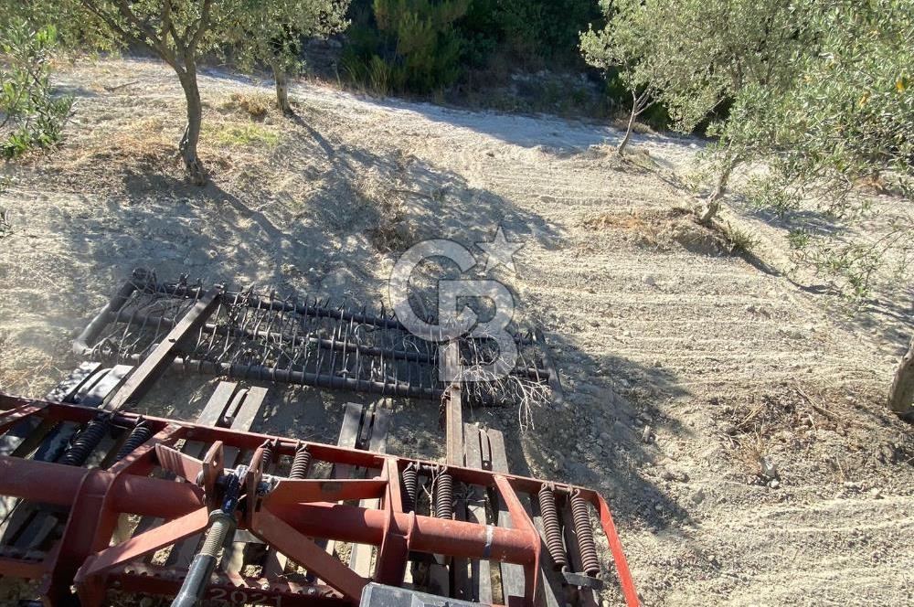 Manisa Kırkağaçta 16 Dönüm Fırsat Satılık Zeytinli Tarla