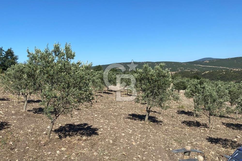 Manisa Kırkağaçta 16 Dönüm Fırsat Satılık Zeytinli Tarla