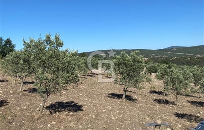 Manisa Kırkağaçta 16 Dönüm Fırsat Satılık Zeytinli Tarla