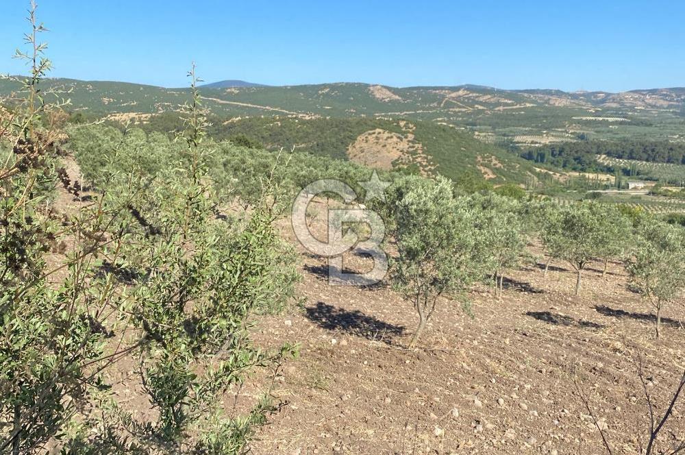 Manisa Kırkağaçta 16 Dönüm Fırsat Satılık Zeytinli Tarla