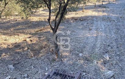 Manisa Kırkağaçta 16 Dönüm Fırsat Satılık Zeytinli Tarla