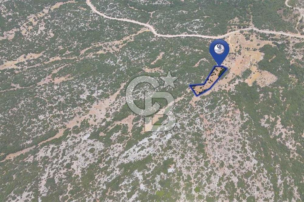 AKKAYA'DA GELİŞEN BÖLGEDE, YATIRIMLIK ORMAN İÇİNDE UYGUN "TARLA"