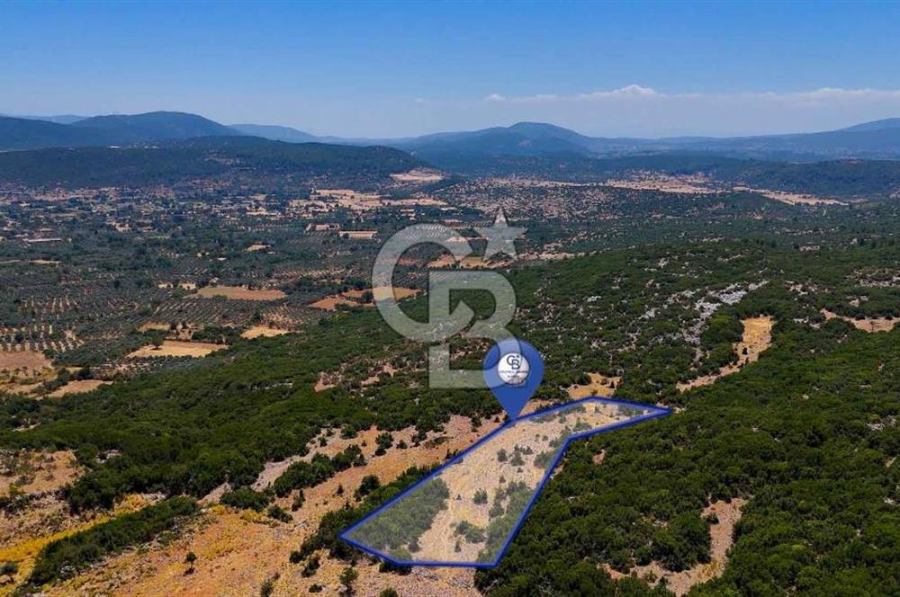 AKKAYA'DA GELİŞEN BÖLGEDE, YATIRIMLIK ORMAN İÇİNDE UYGUN "TARLA"