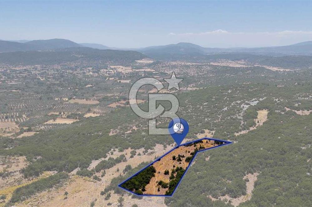 AKKAYA'DA GELİŞEN BÖLGEDE, YATIRIMLIK ORMAN İÇİNDE UYGUN "TARLA"