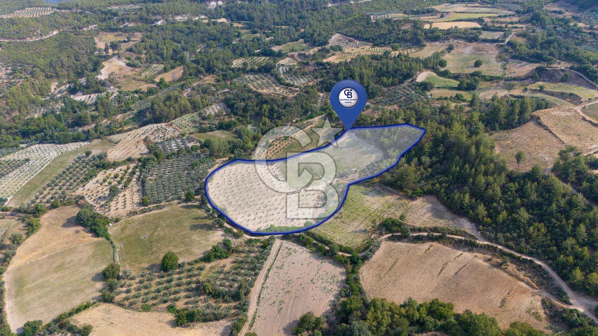 ESENÇAY'DA İÇİNDE 337 ZEYTİN AĞACI OLAN 16 DÖNÜM TARIMA HAZIR