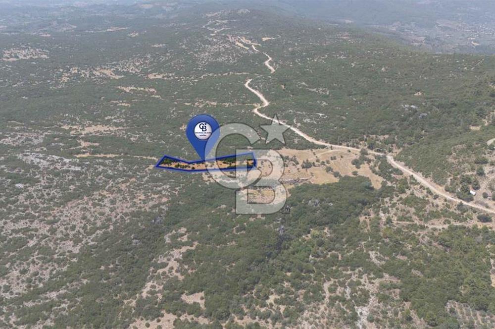 AKKAYA'DA GELİŞEN BÖLGEDE, YATIRIMLIK ORMAN İÇİNDE UYGUN "TARLA"