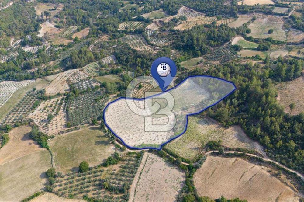 ESENÇAY'DA İÇİNDE 337 ZEYTİN AĞACI OLAN 16 DÖNÜM TARIMA HAZIR